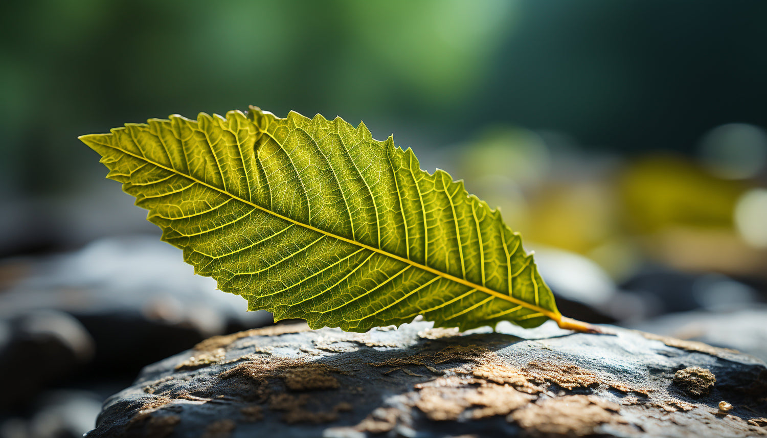 The Ayurvedha as a Leaf of Life: The Leaf in Life Journey