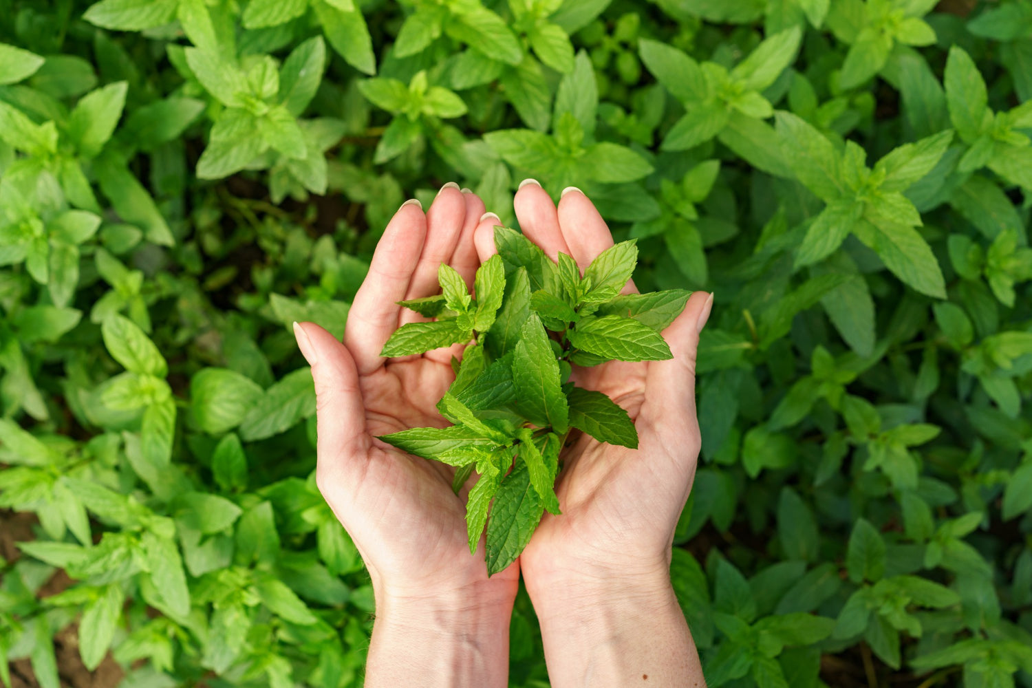 The Ayurvedha as a Leaf of Life: The Leaf in Life Journey